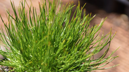 Gypsophila tenuifolia - Schmalblättriges Schleierkraut