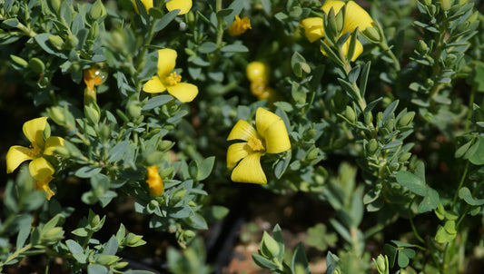Hypericum aegypticum - Mittelmeer-Johanniskraut