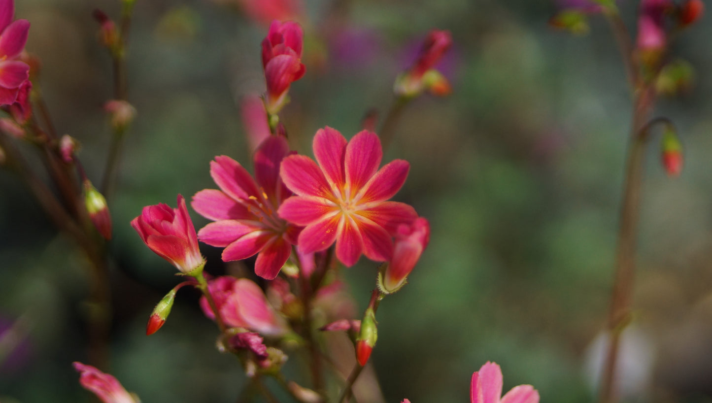 Lewisia cotyledon 'Luminosa' - Bitterwurz