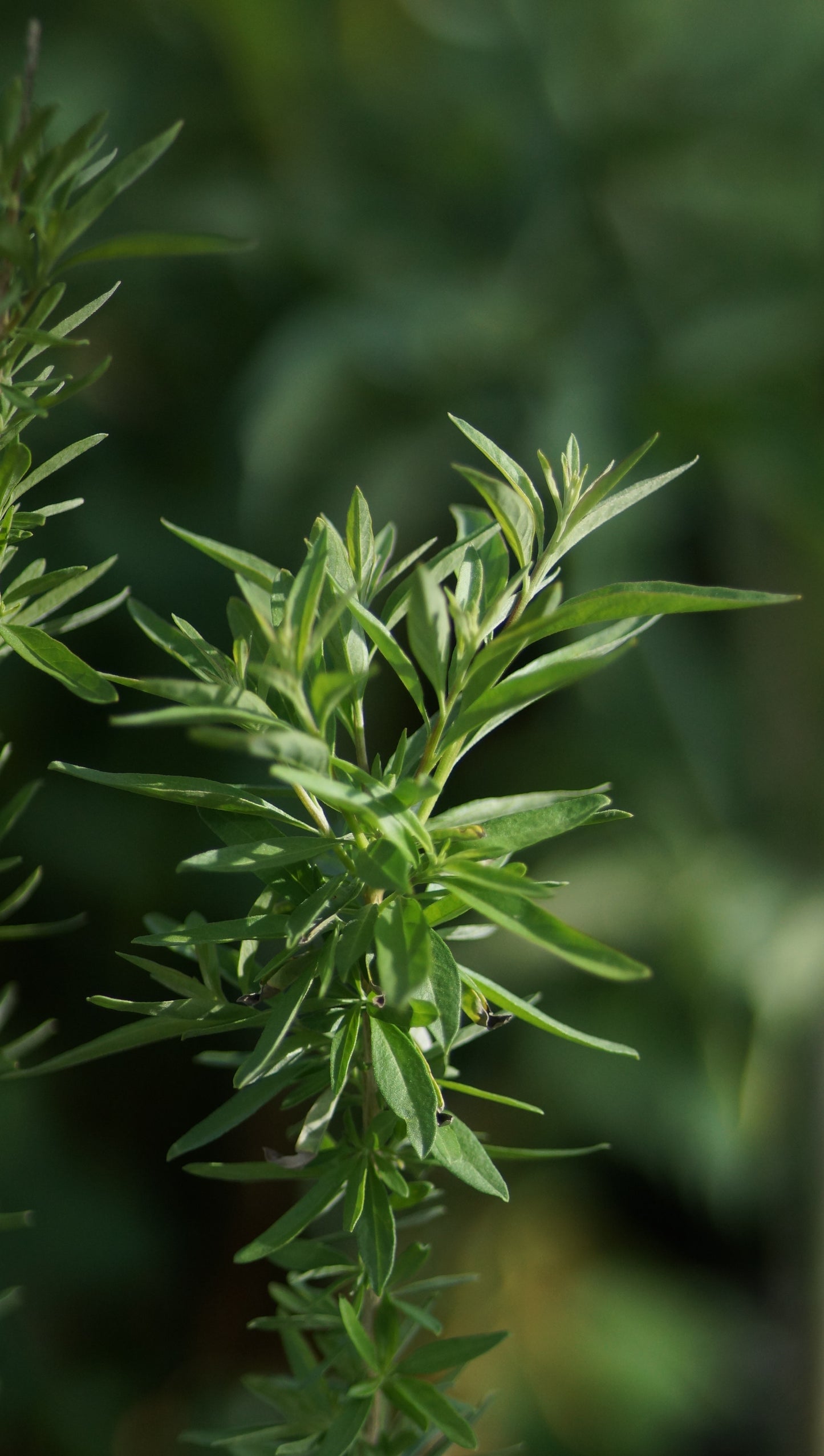 Lippia polystacha - Argentinischer Minzestrauch