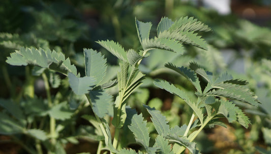 Melianthus major - Honigstrauch