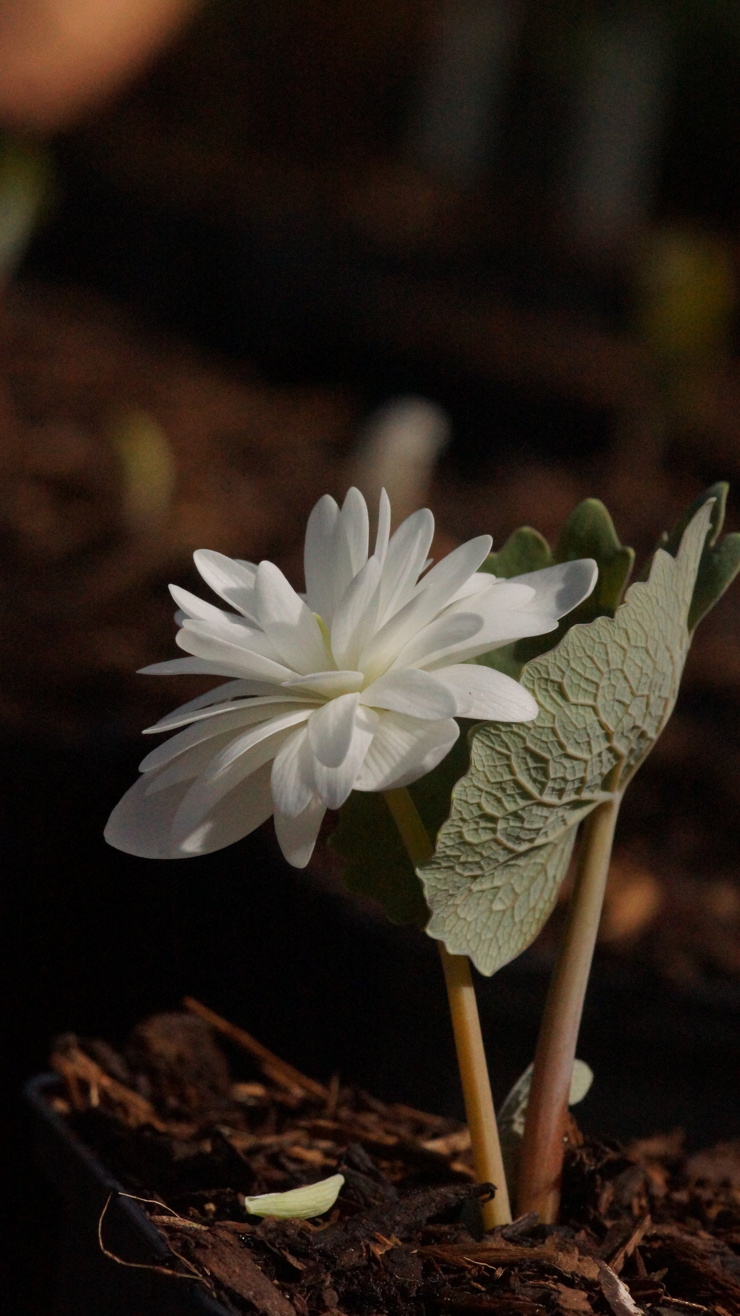 Sanguinaria canadensis 'Multiplex' - Gefüllte Blutwurz