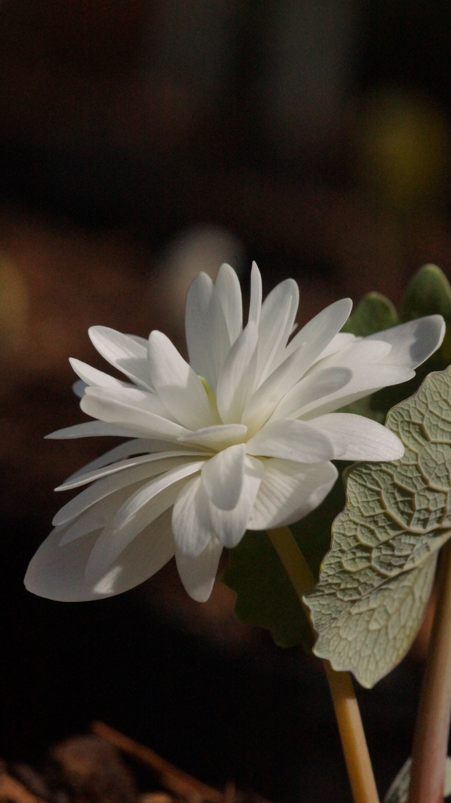 Sanguinaria canadensis 'Multiplex' - Gefüllte Blutwurz