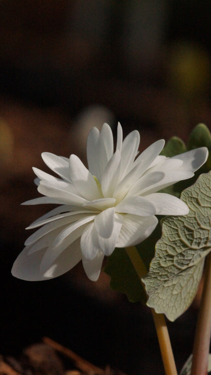 Sanguinaria canadensis 'Multiplex' - Gefüllte Blutwurz