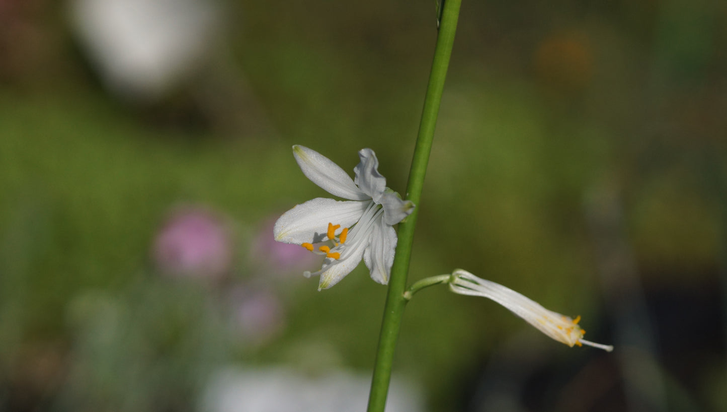 Paradisea lusitanica - Portugiesische Paradieslilie