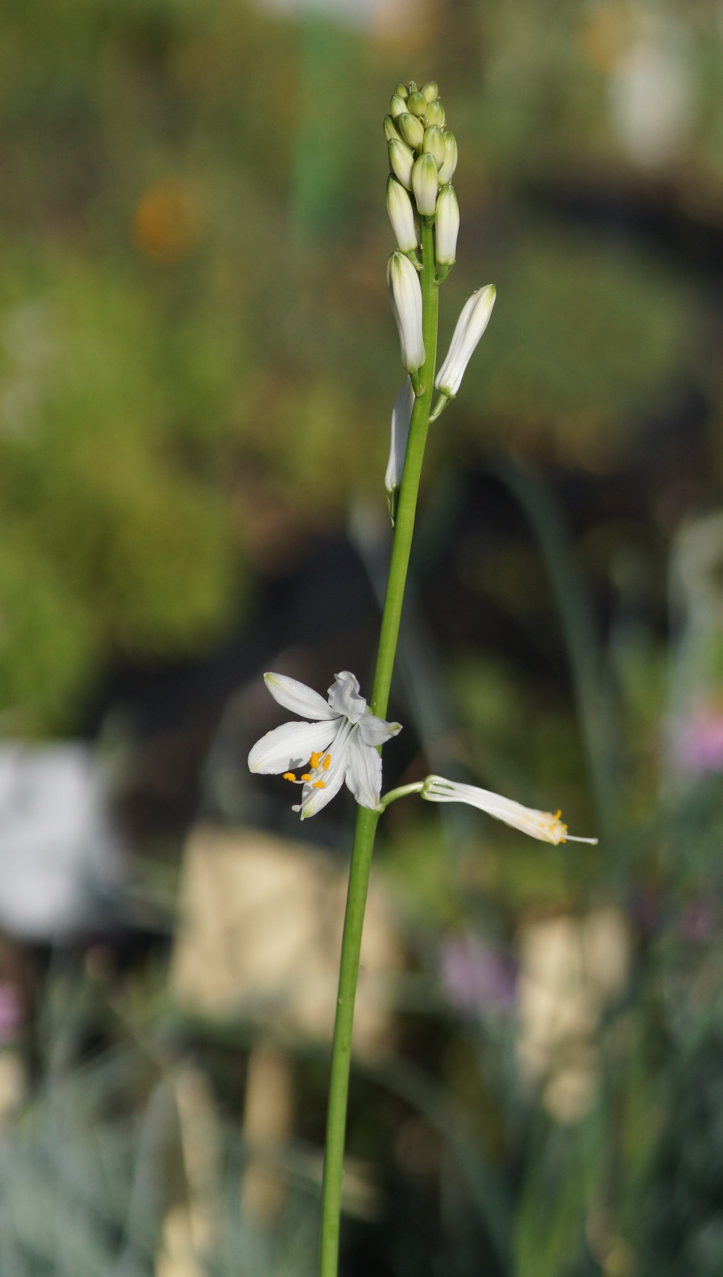 Paradisea lusitanica - Portugiesische Paradieslilie