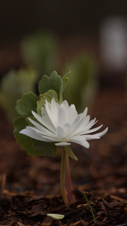 Sanguinaria canadensis 'Multiplex' - Gefüllte Blutwurz