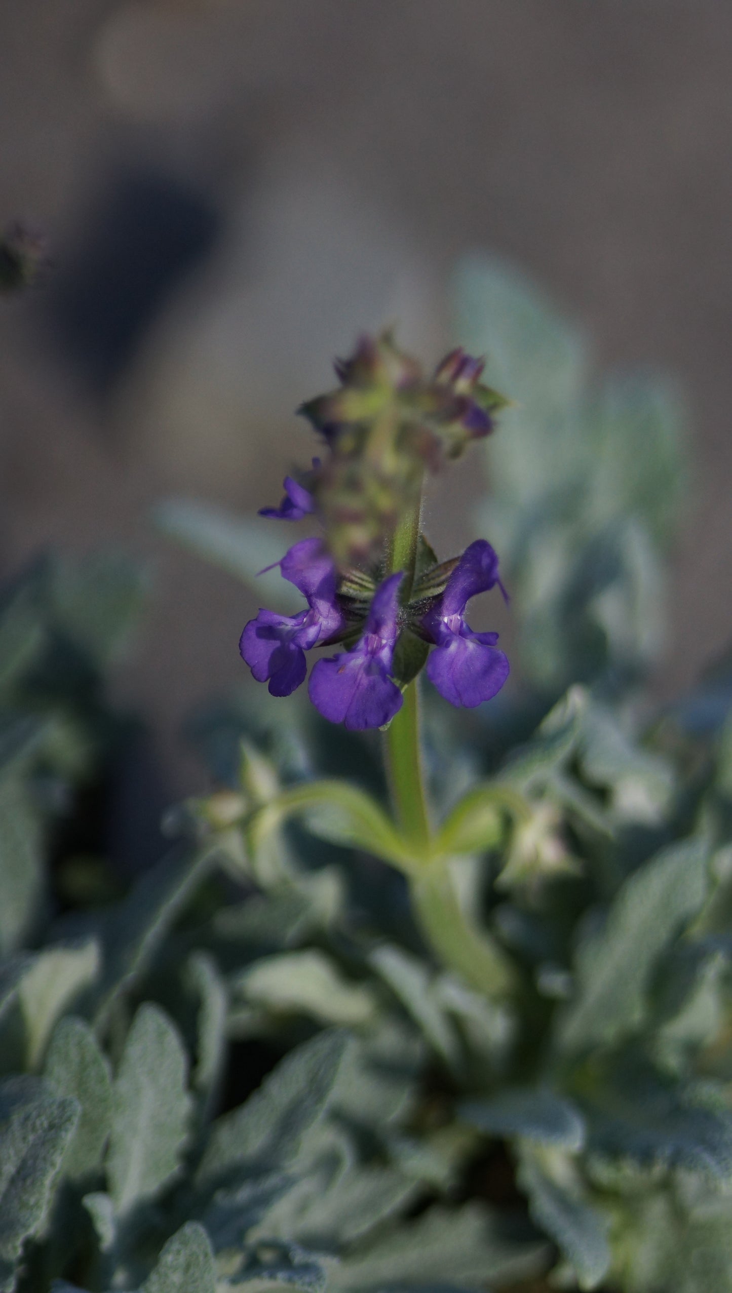 Salvia canescens var. daghestanica - Grauer Salbei