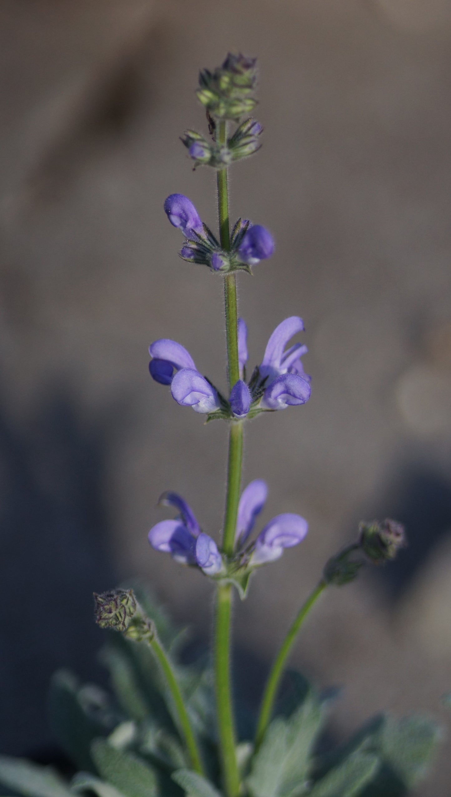 Salvia canescens var. daghestanica - Grauer Salbei