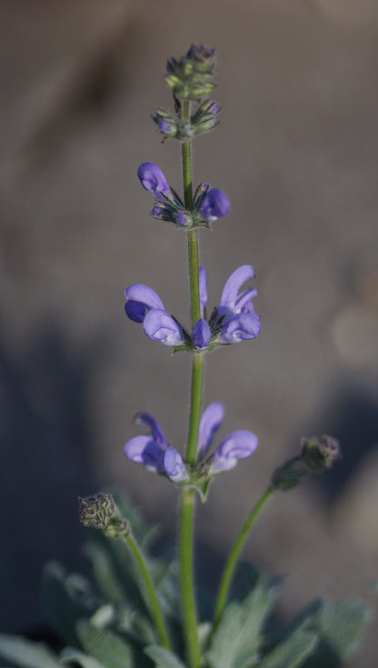 Salvia canescens var. daghestanica - Grauer Salbei