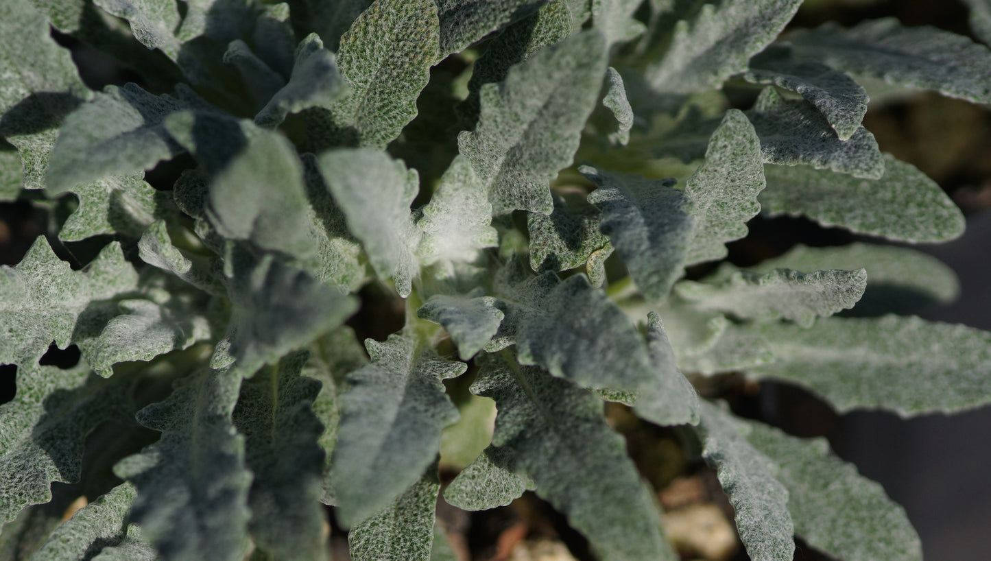 Salvia canescens var. daghestanica - Grauer Salbei