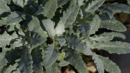 Salvia canescens var. daghestanica - Grauer Salbei