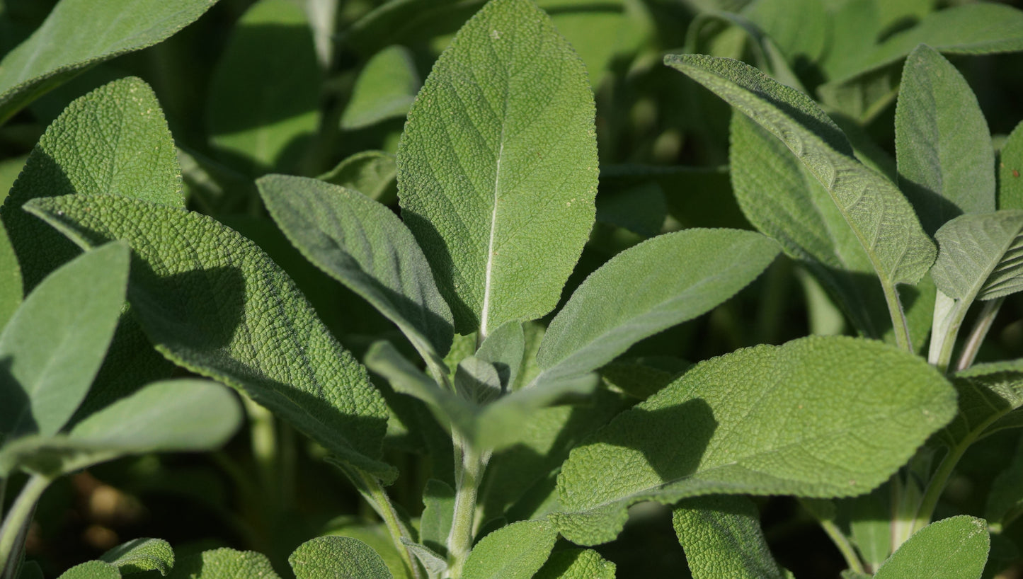 Salvia officinalis 'Berggarten' - Grossblättriger Gewürz-Salbei