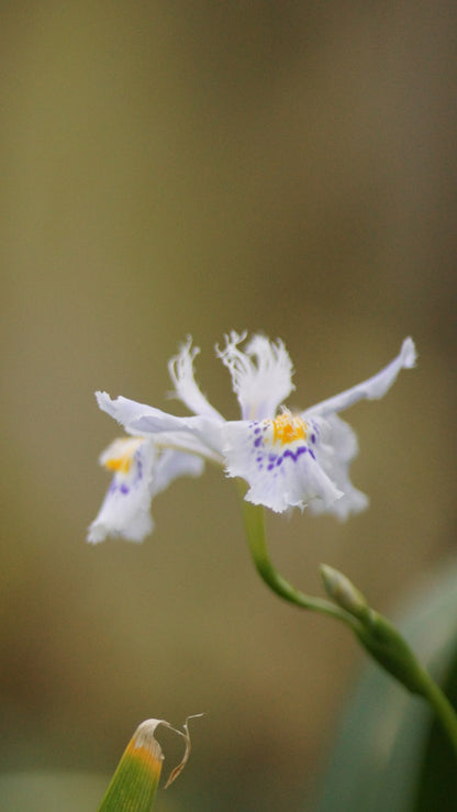 Iris japonica 'Variegata' - Japanische Schwertlilie