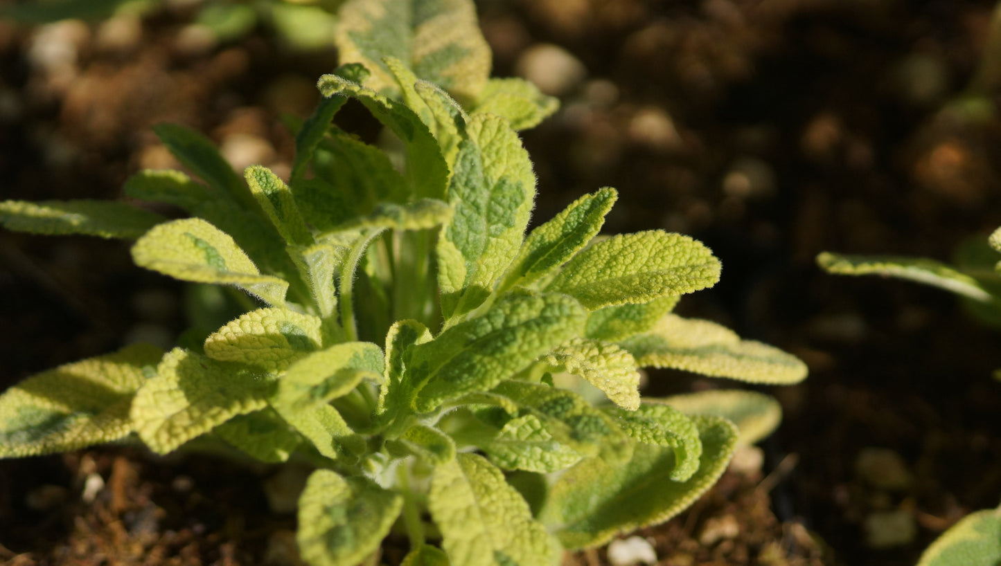 Salvia officinalis 'Aurea' - Gelbbunter Gewürz-Salbei
