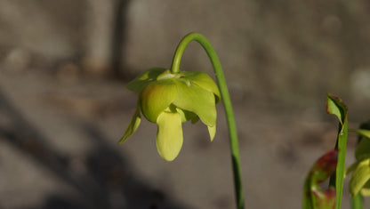Sarracenia oreophila - Grüne Schlauchpflanze