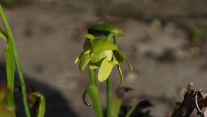Sarracenia oreophila - Grüne Schlauchpflanze