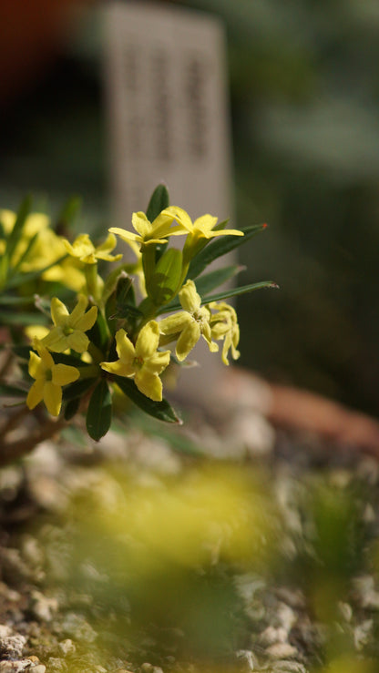 Daphne modesta - Yunnan-Felsen-Seidelbast