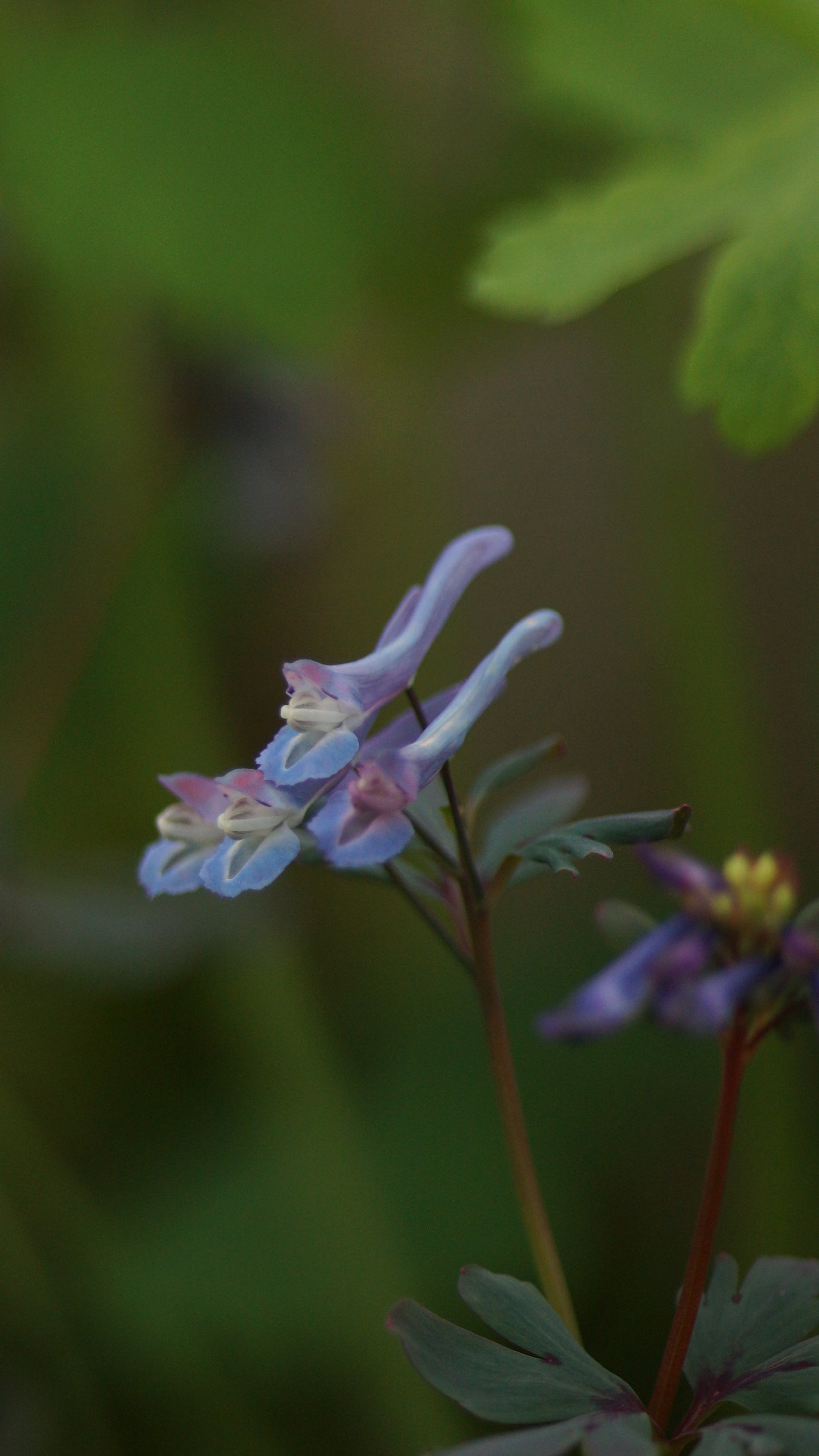 Corydalis flexuosa 'Purple Leaf' - Blauer Lerchensporn