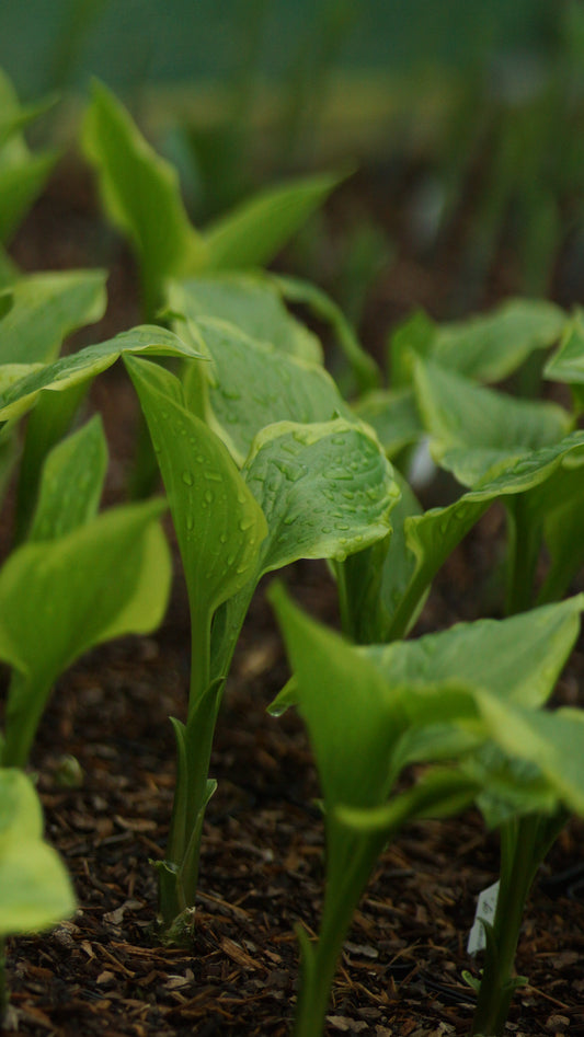 Hosta Hybride 'So Sweet' - Funkie