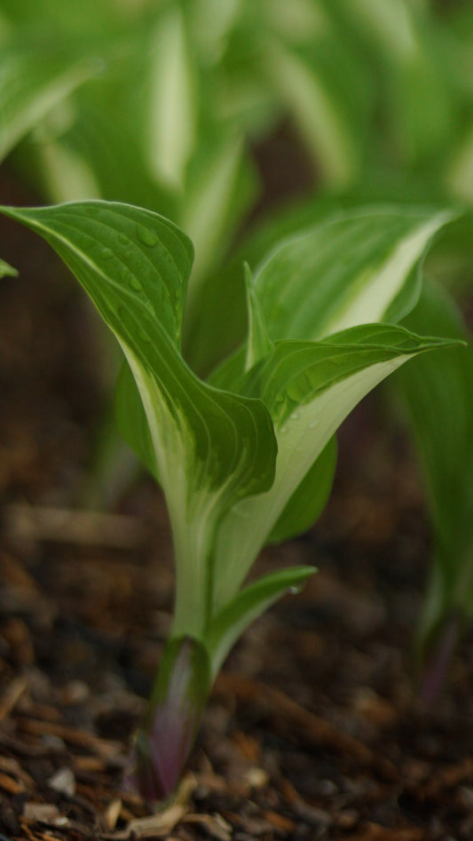 Hosta undulata 'Univittata' - Funkie