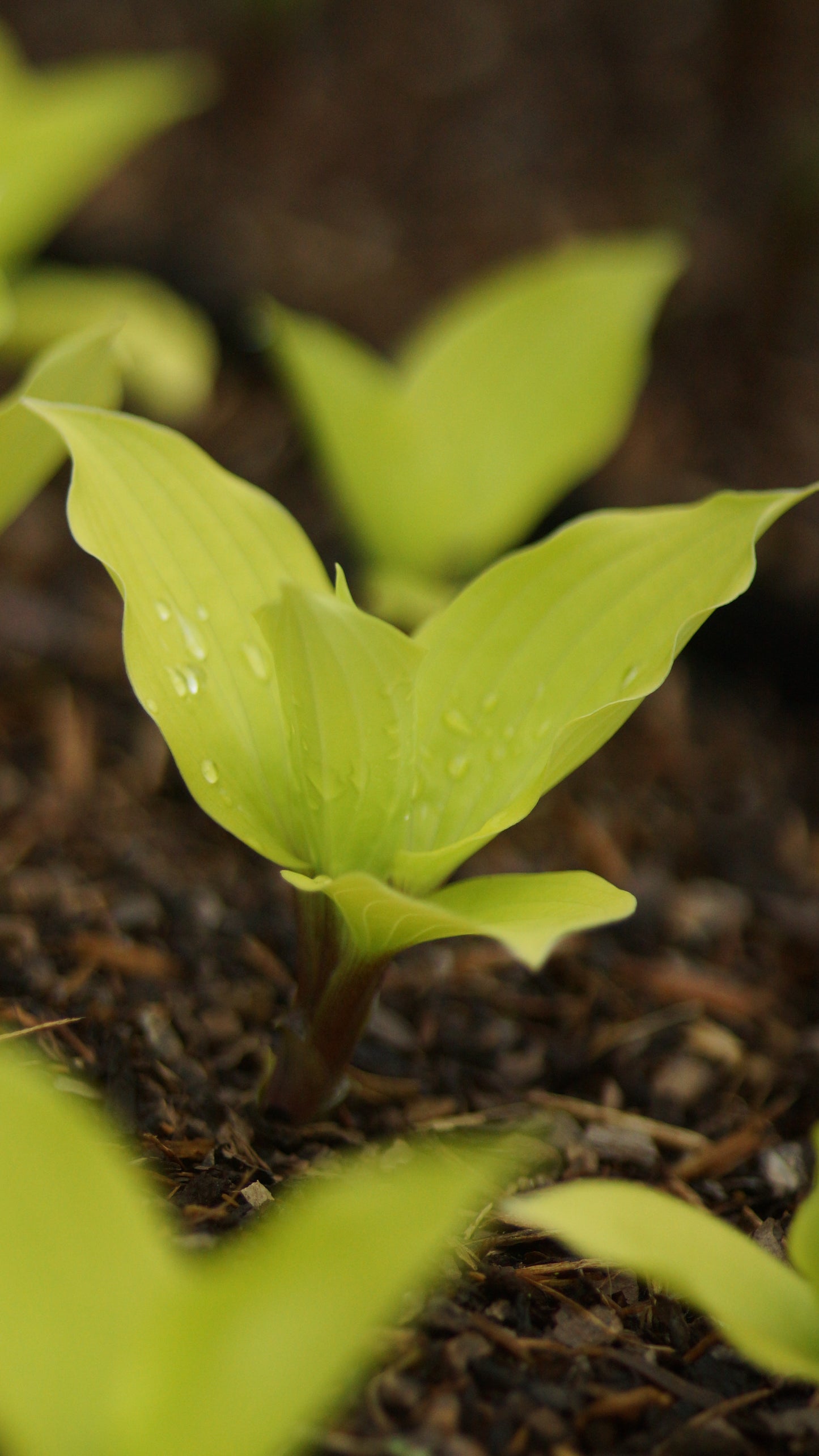 Hosta Hybride 'Fire Island' - Funkie