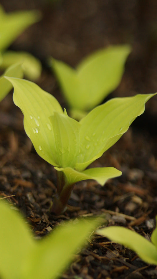 Hosta Hybride 'Fire Island' - Funkie