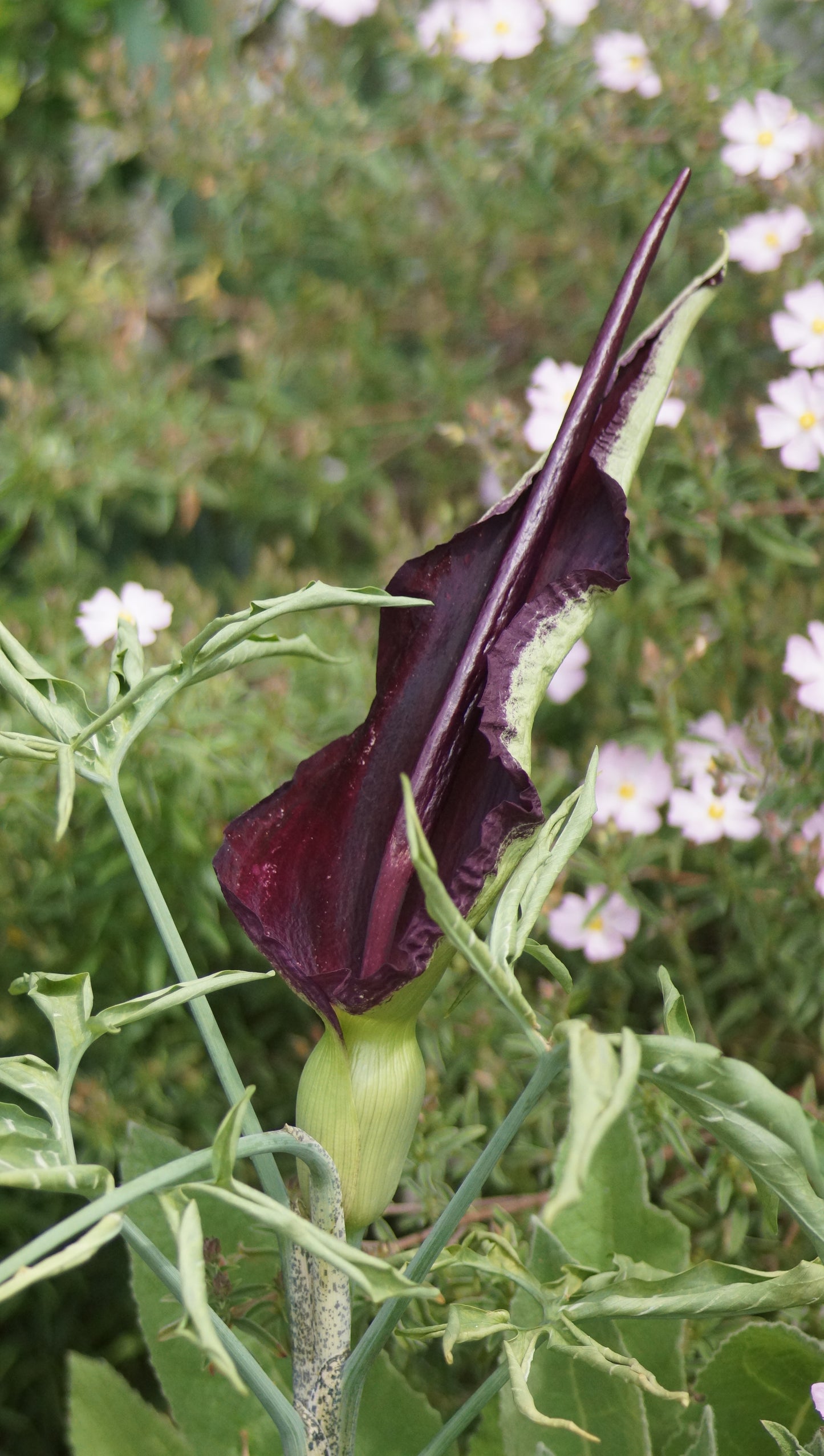 Dracunculus vulgaris - Gemeiner Drachenwurz