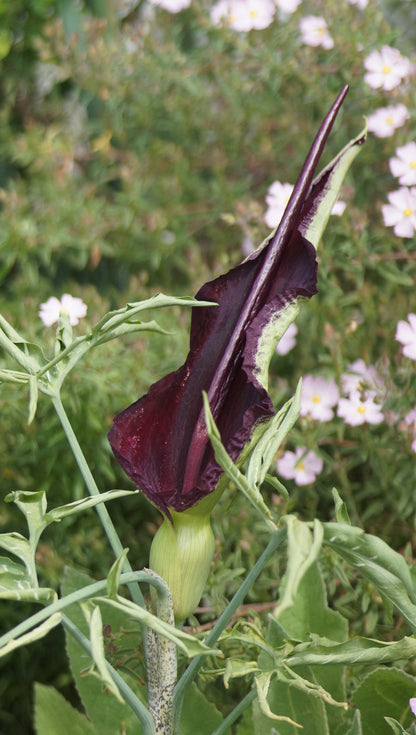 Dracunculus vulgaris - Gemeiner Drachenwurz
