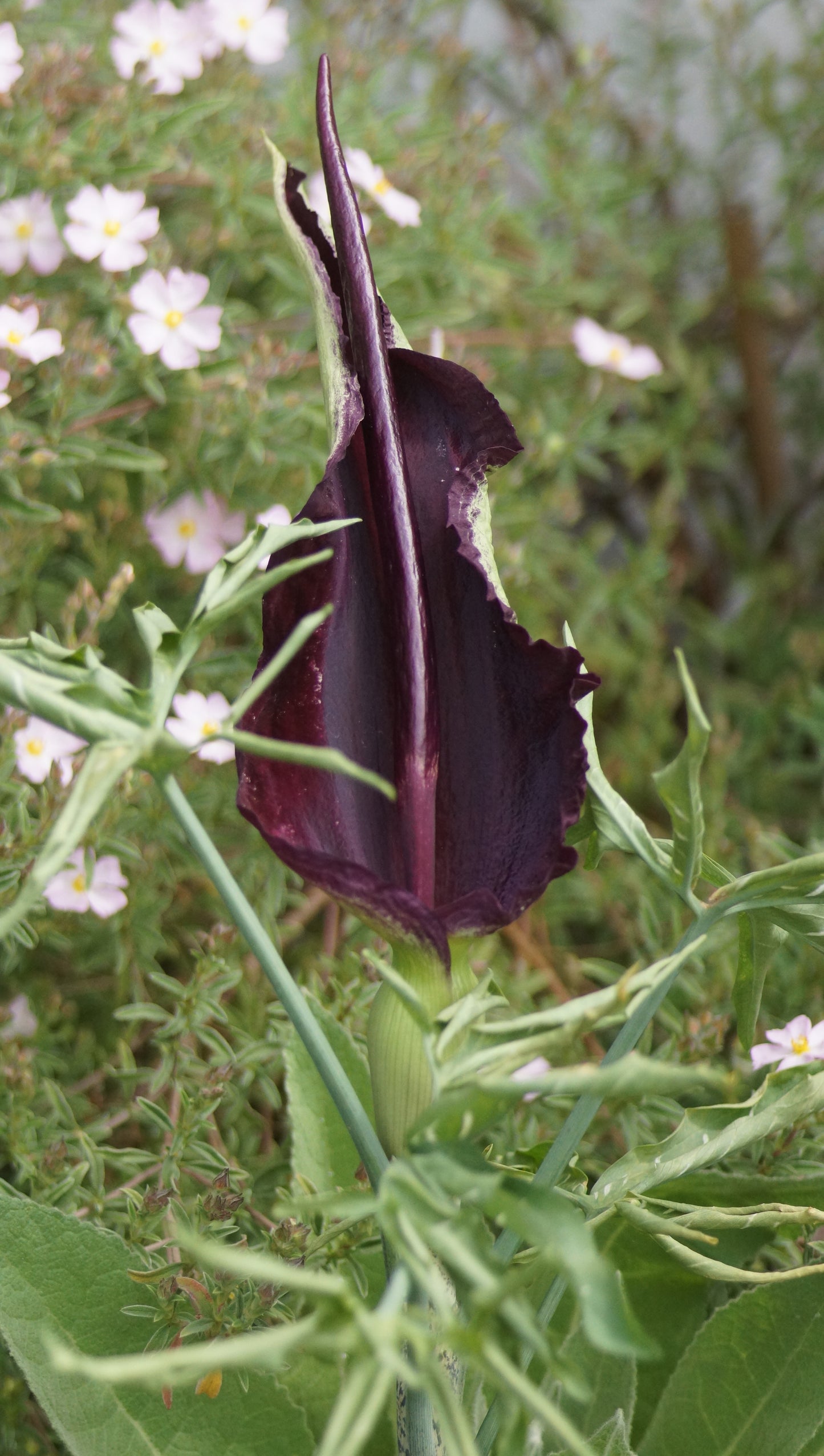 Dracunculus vulgaris - Gemeiner Drachenwurz