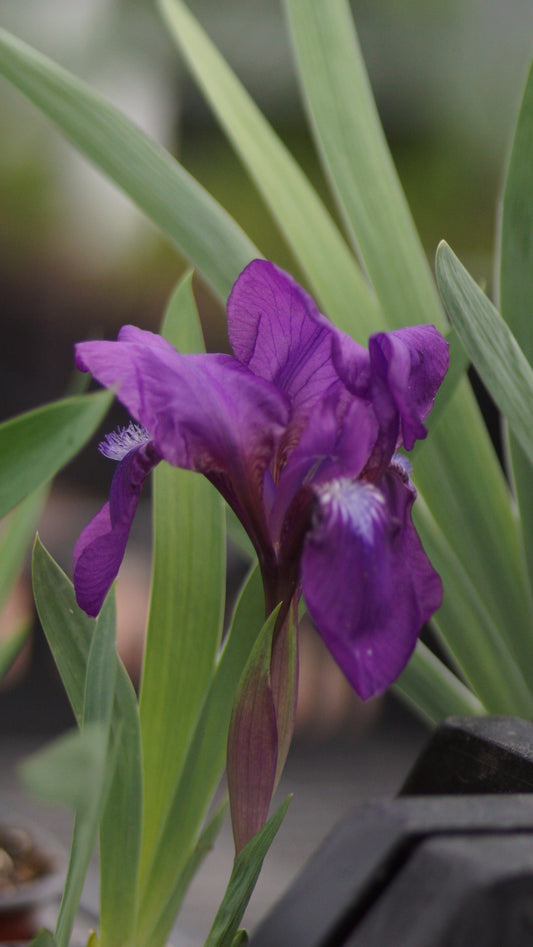 Iris aphylla - Blattlose Schwertlilie