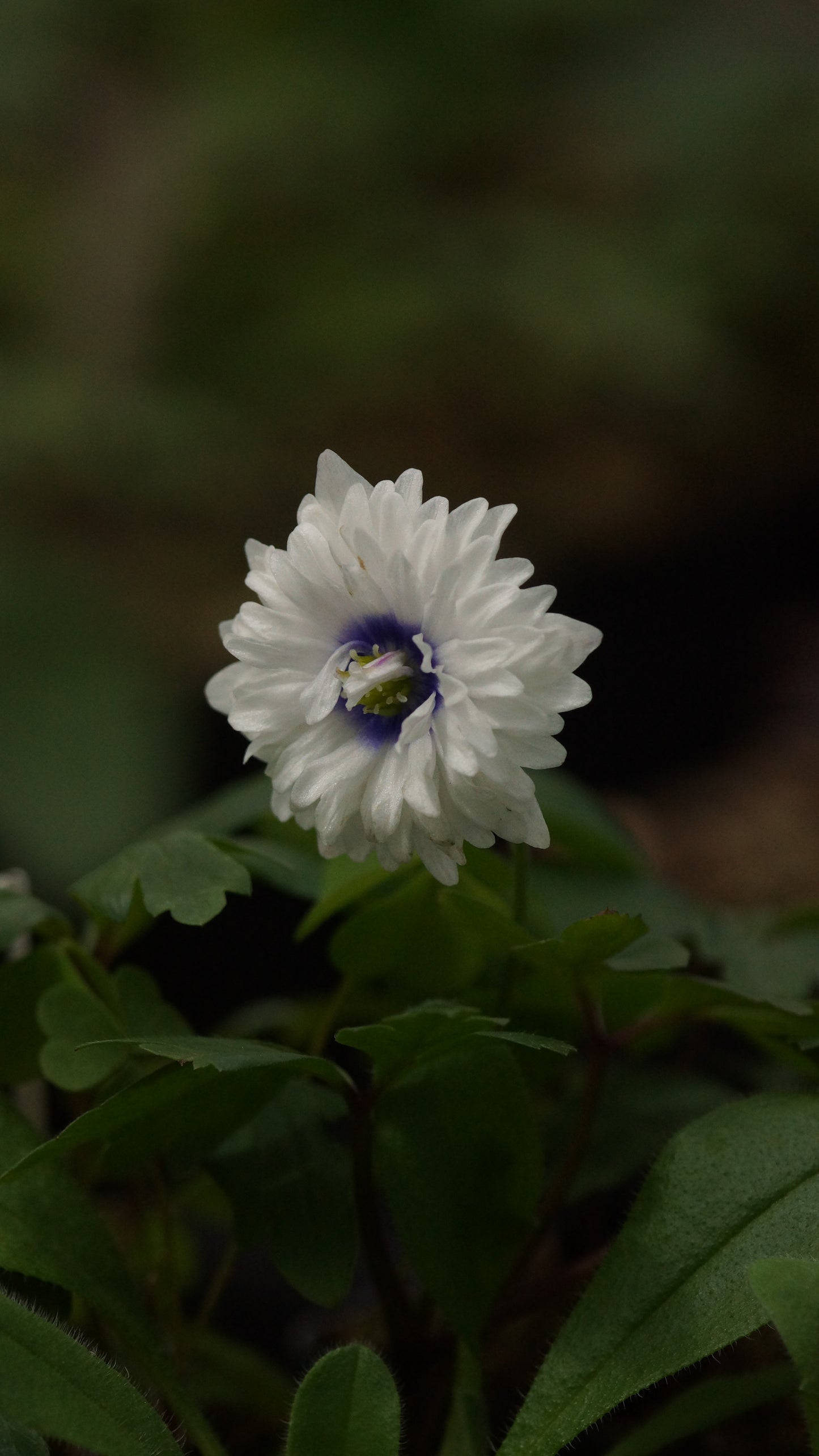 Anemone nemorosa 'Blue Eyes' - Buschwindröschen