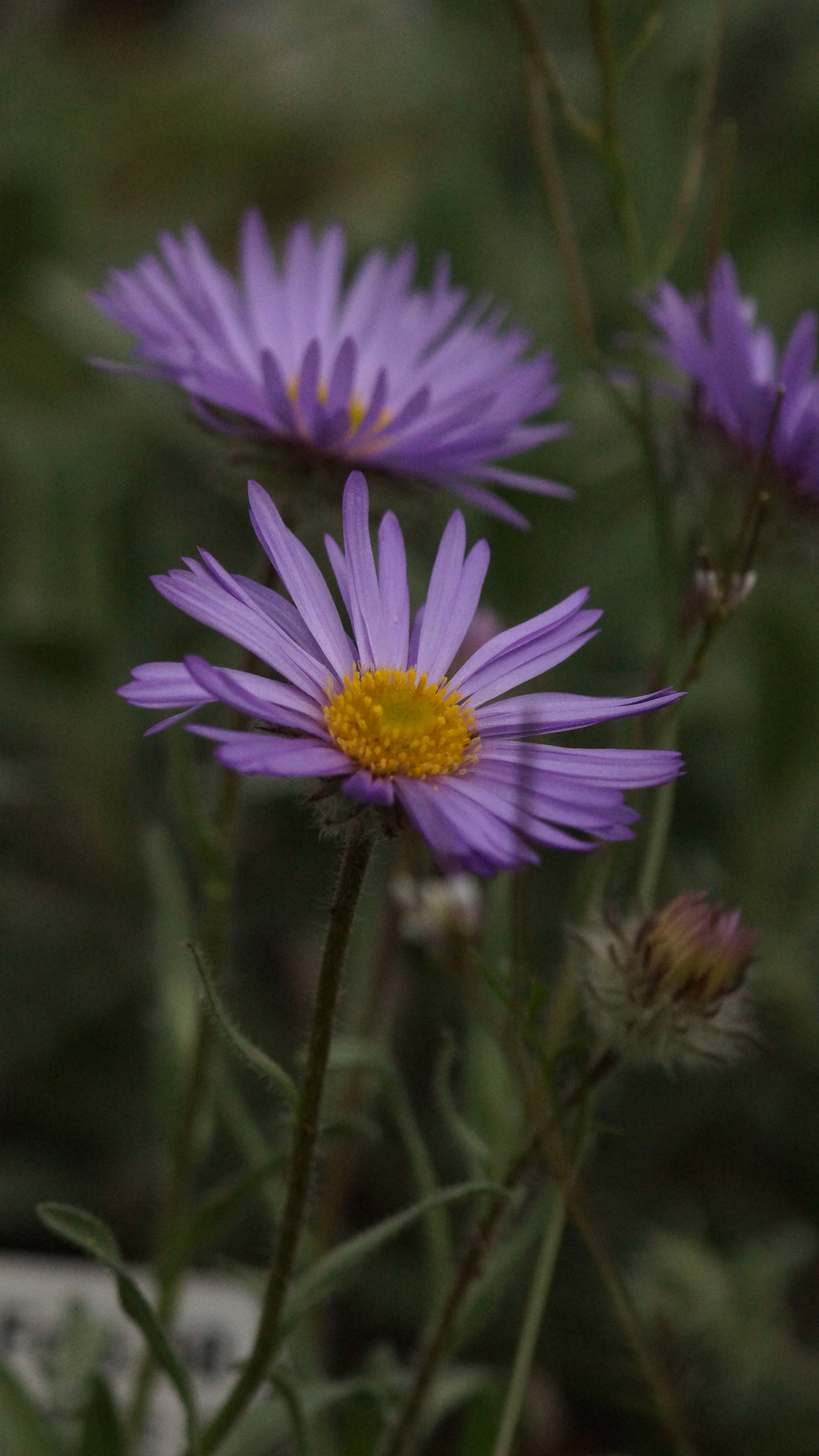 Erigeron simplex - Einstängeliges Berufskraut