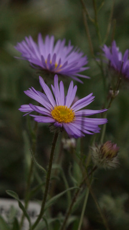 Erigeron simplex - Einstängeliges Berufskraut