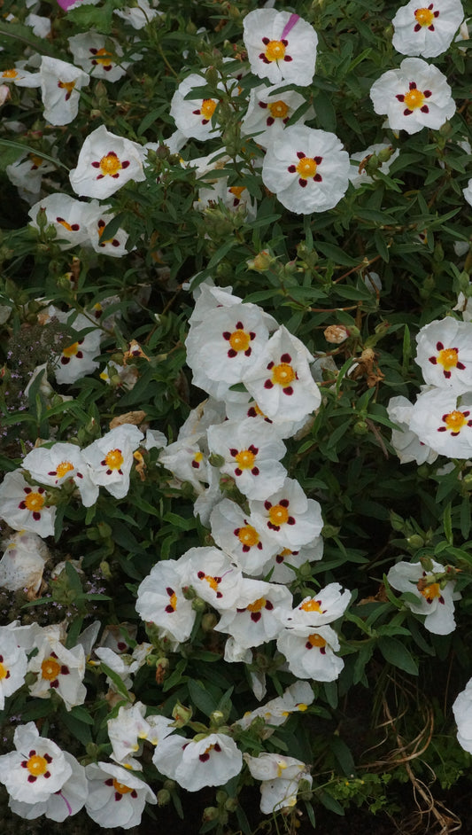 Cistus ladanifer x creticus 'Alan Fradd' - Zistrose
