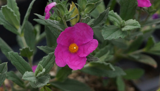 Cistus x pulverulentus 'Sunset' - Zistrose
