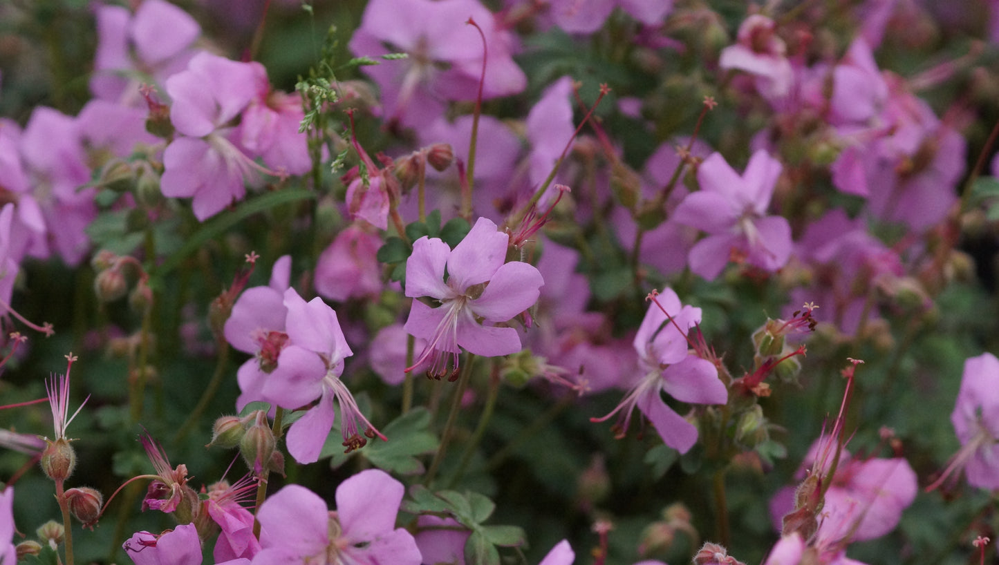 Geranium dalmaticum - Dalmatiner Strochschnabel