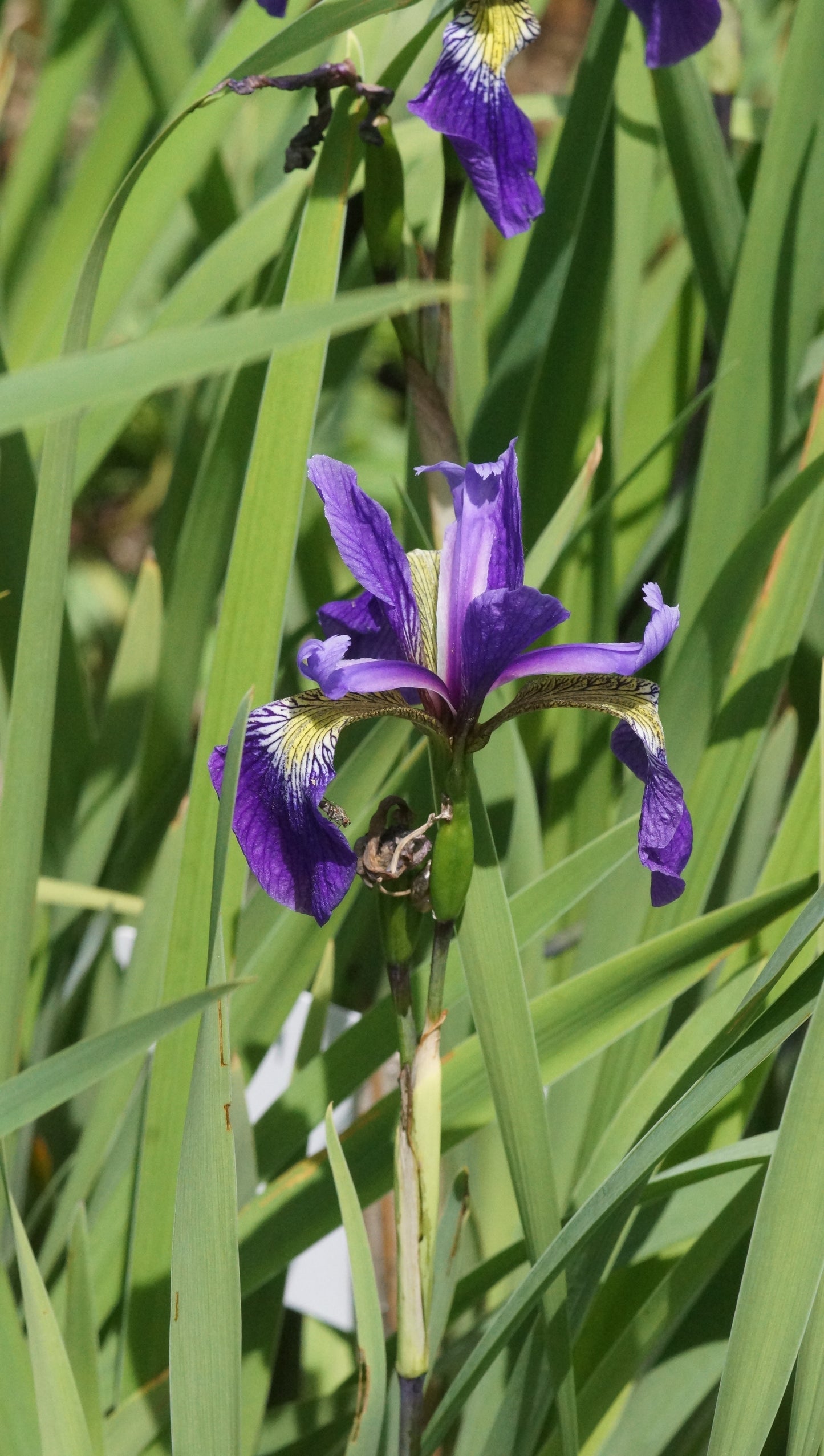 Iris x robusta 'Gerald Darby' - Sumpf-Schwertlilie