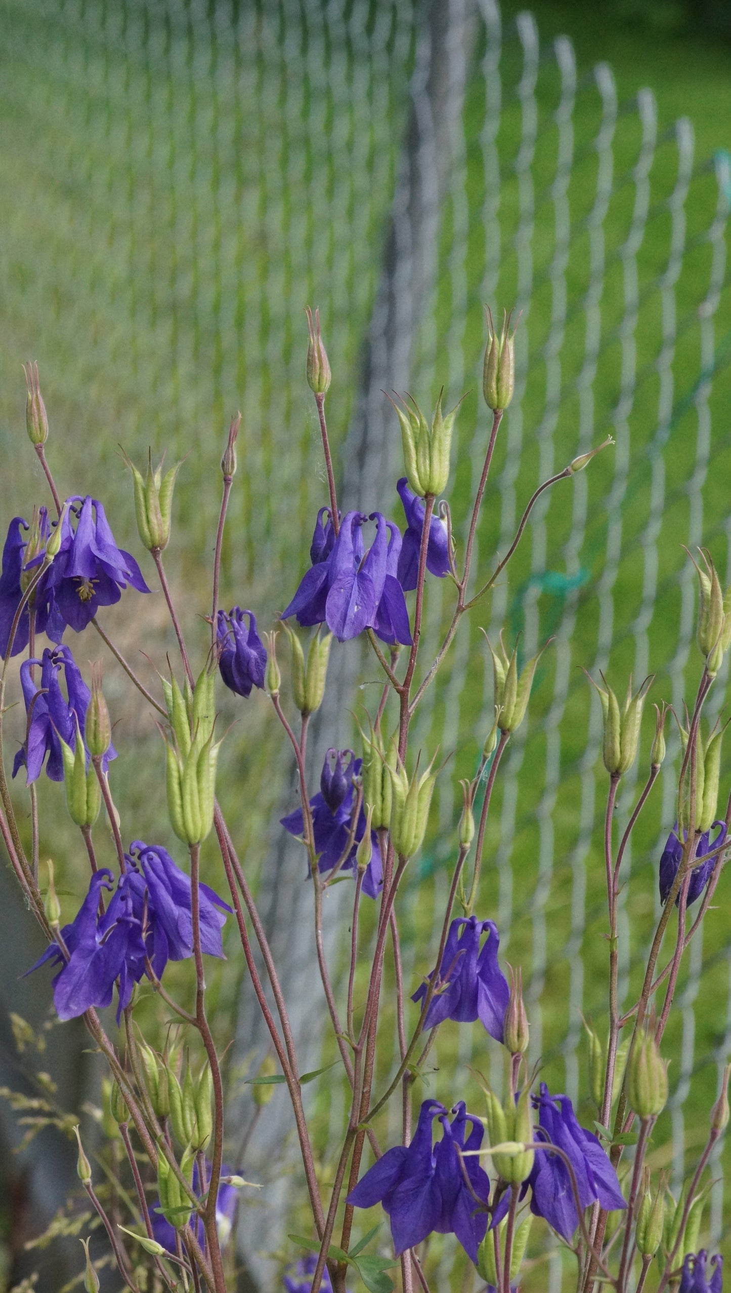 Aquilegia vulgaris - Gemeine Akelei
