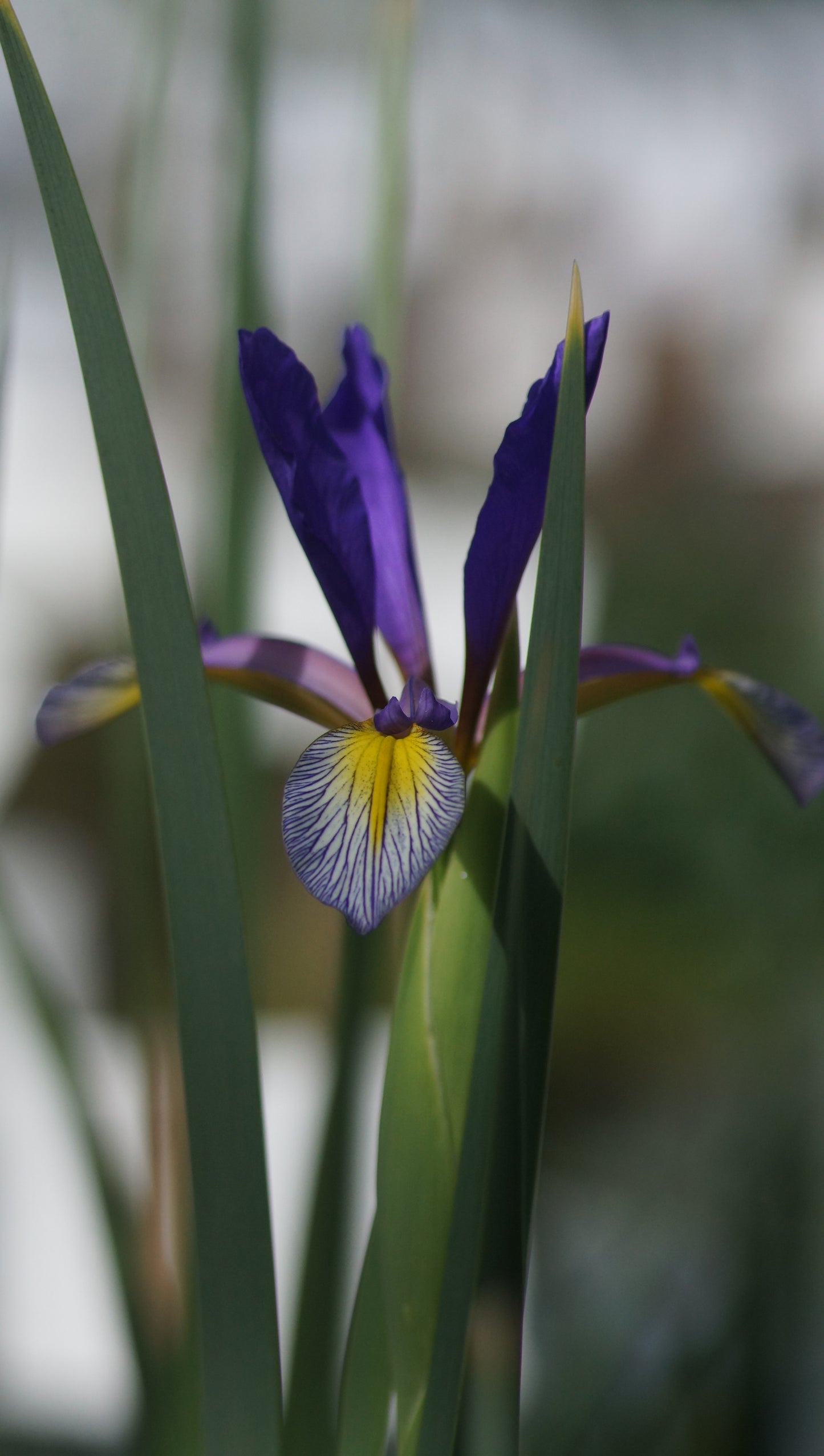 Iris Spuria-Hybride 'Premier' - Salzwiesen-Schwertlilie