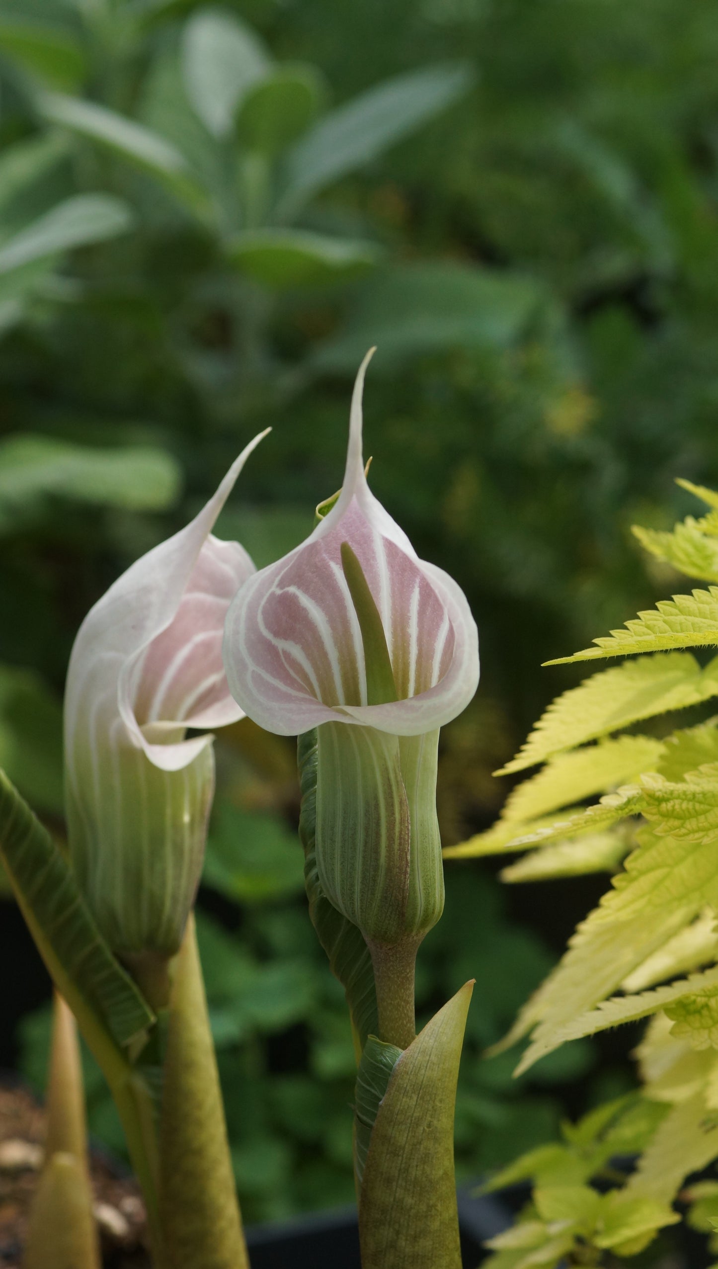 Arisaema candidissimum - Kobralilie