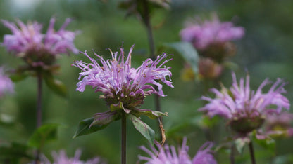Monarda Fistulosa-Hybride 'Rebecca' - Goldmelisse