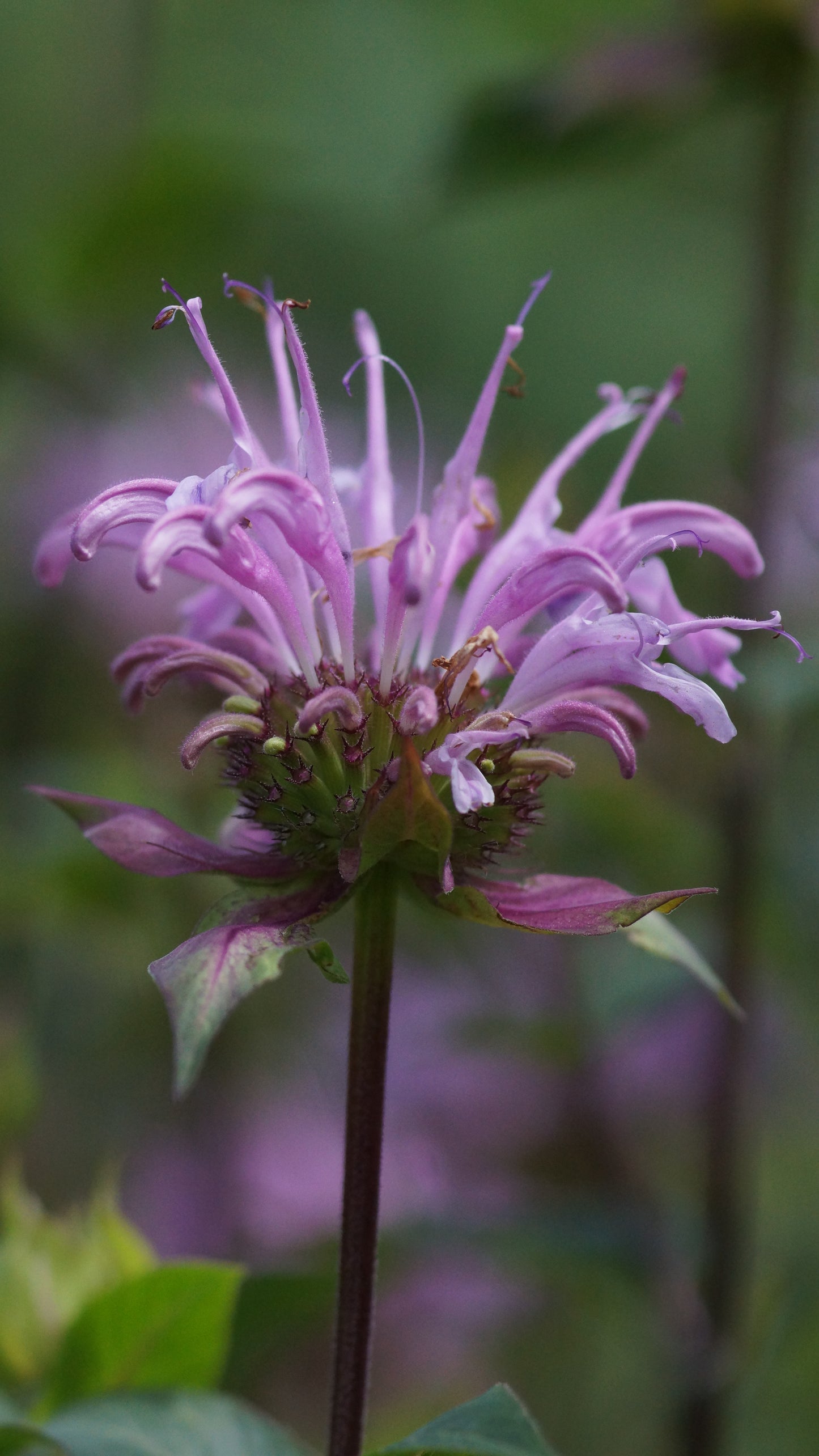 Monarda Fistulosa-Hybride 'Rebecca' - Goldmelisse