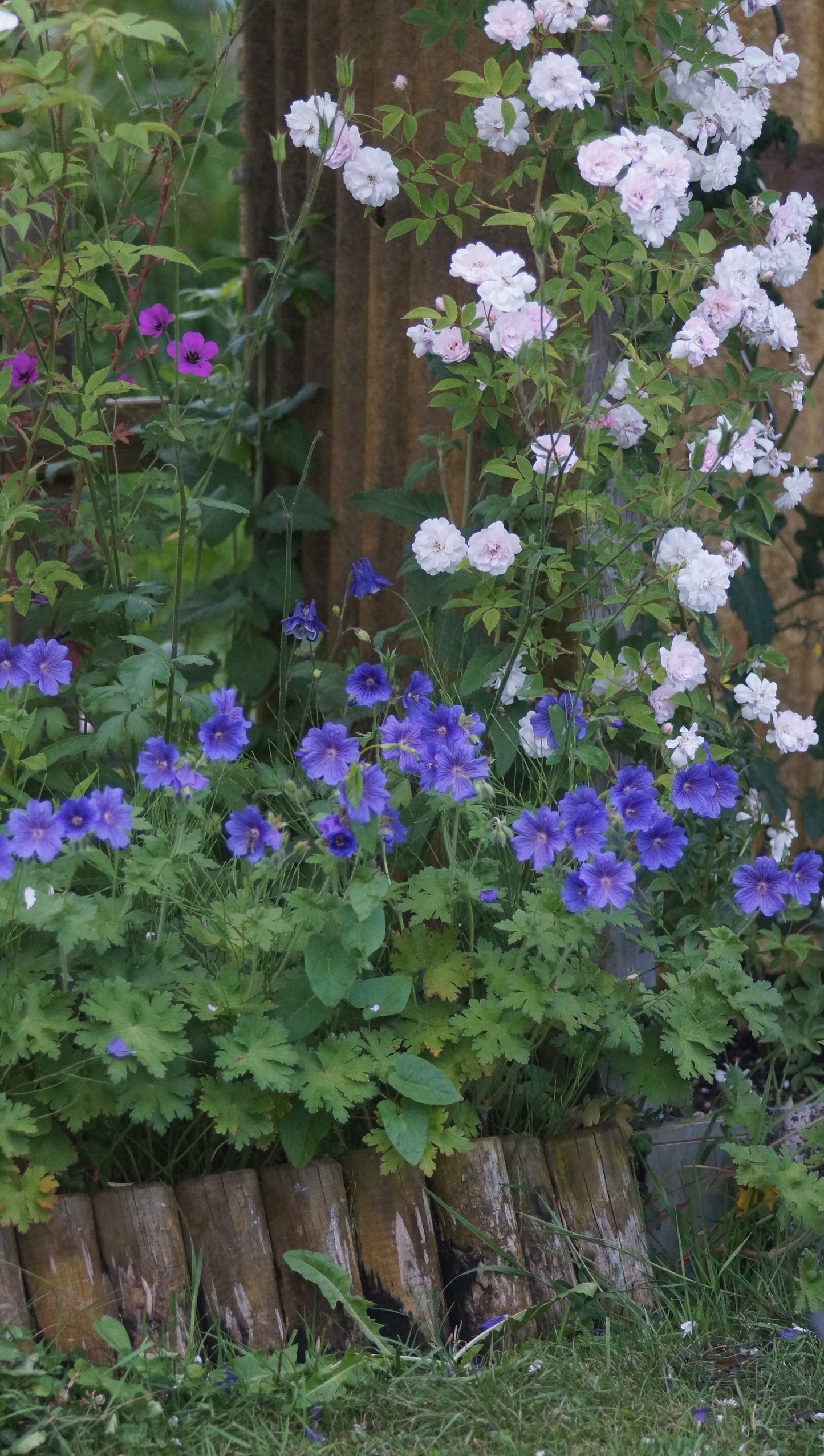 Geranium x magnificum 'Rosemoor' - Pracht-Storchschnabel