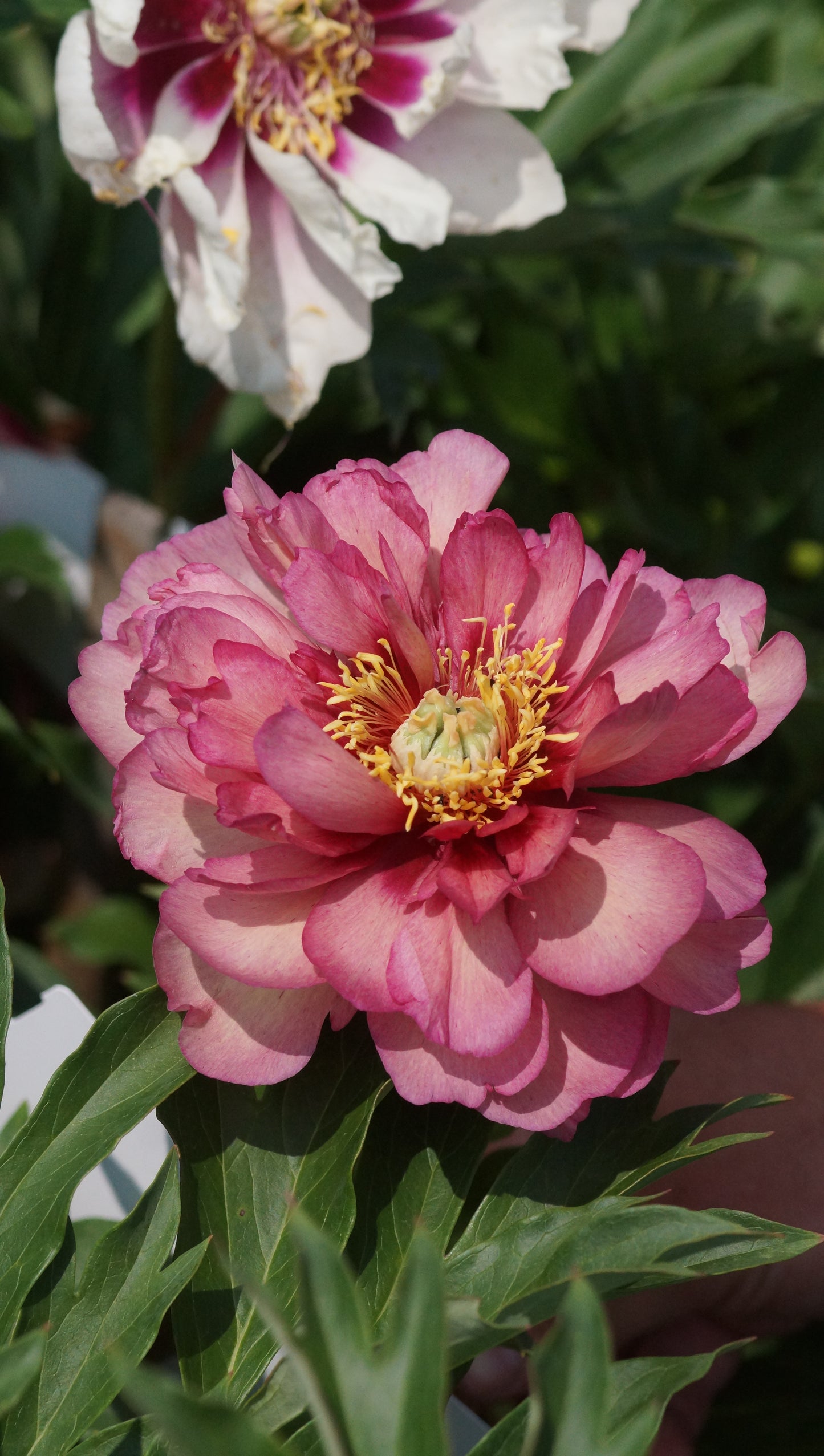 Paeonia Itoh-Hybride 'First Arrival' - Intersektionelle Pfingstrose