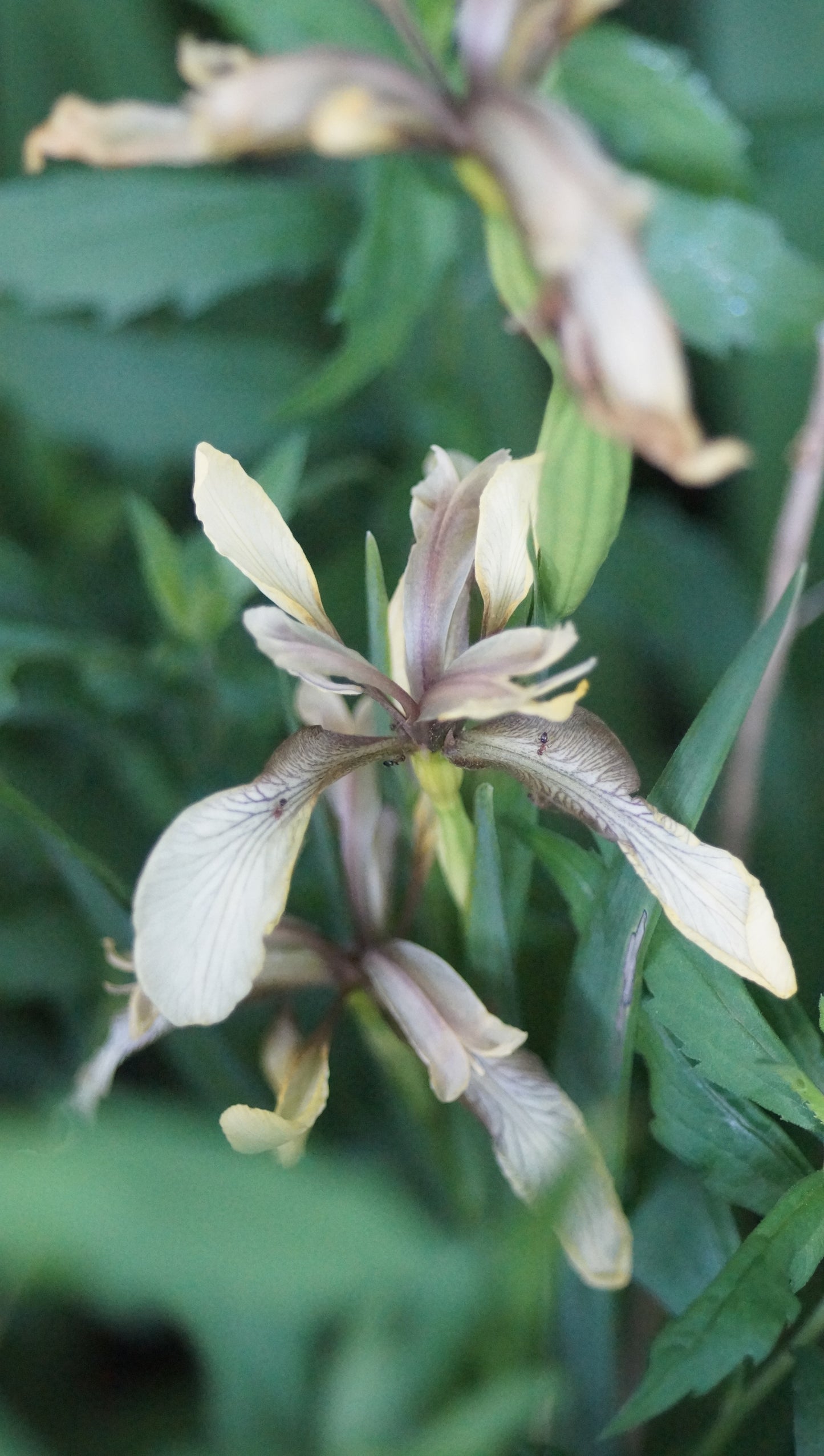 Iris foetidissima var. citrina - Zitronen-Korallen-Schwertlilie