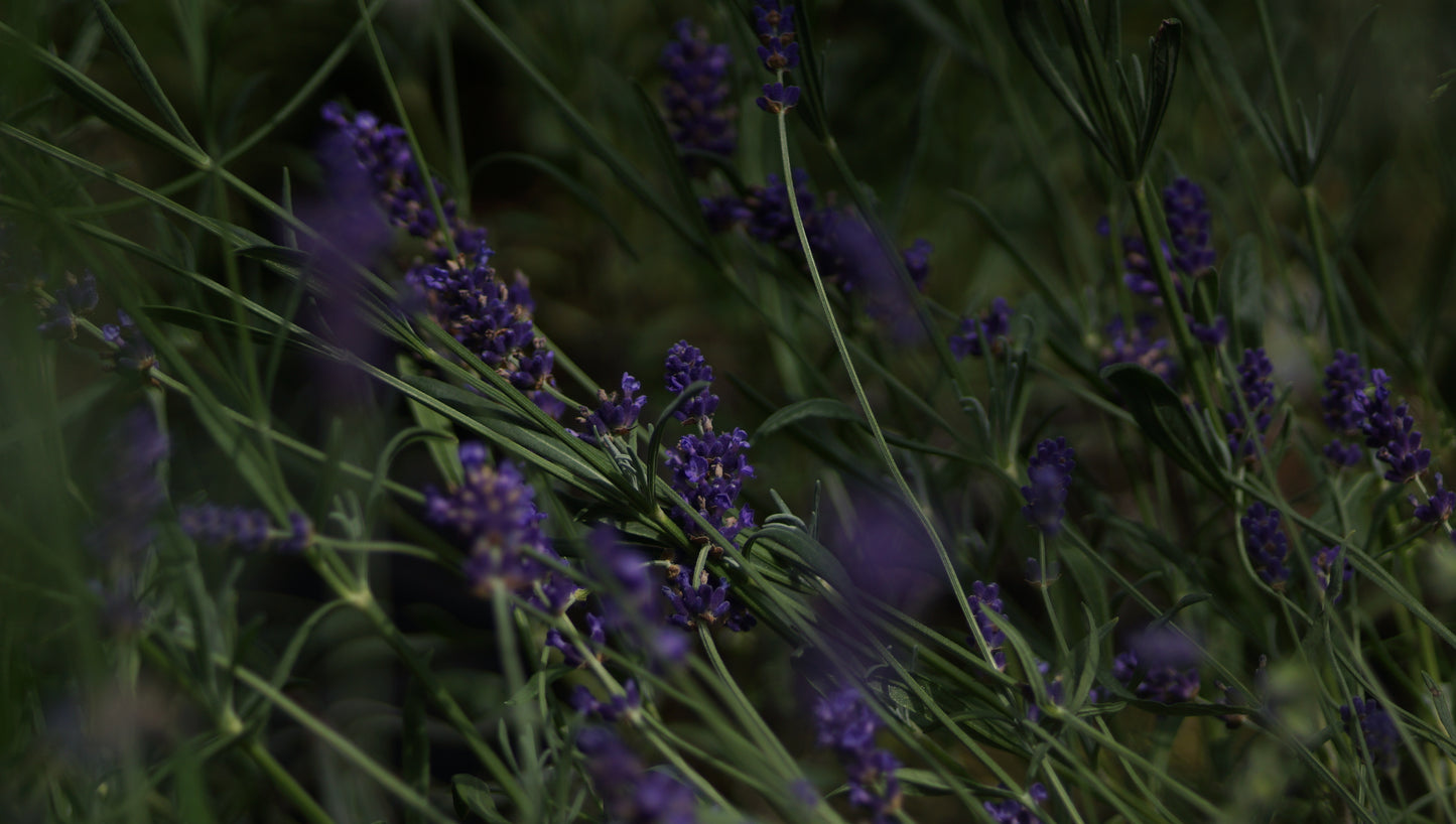 Lavandula angustifolia 'Hidcote Blue' - Lavendel