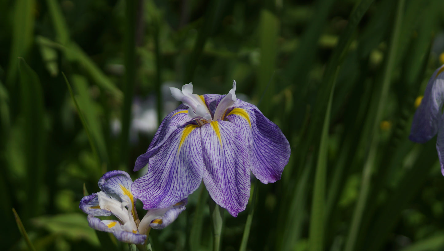 Iris ensata 'Aquamarin' - Japanische Sumpf-Schwertlilie
