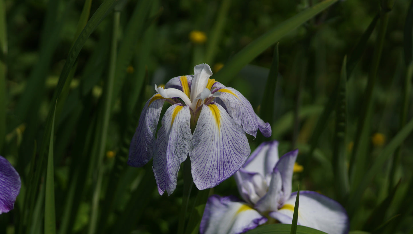 Iris ensata 'Aquamarin' - Japanische Sumpf-Schwertlilie