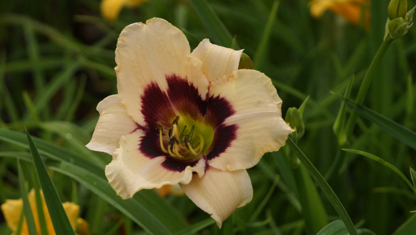 Hemerocallis Hybride 'Tiger Blood' - Taglilie